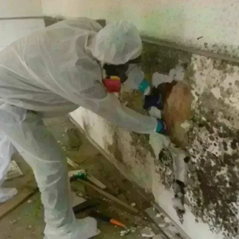 Mold Remediation and Removal in Plainfield, IL